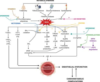 The Vascular Consequences of Metabolic Syndrome: Rodent Models, Endothelial Dysfunction, and Current Therapies